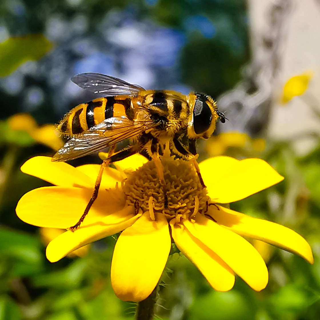 "Hoverfly" stock image