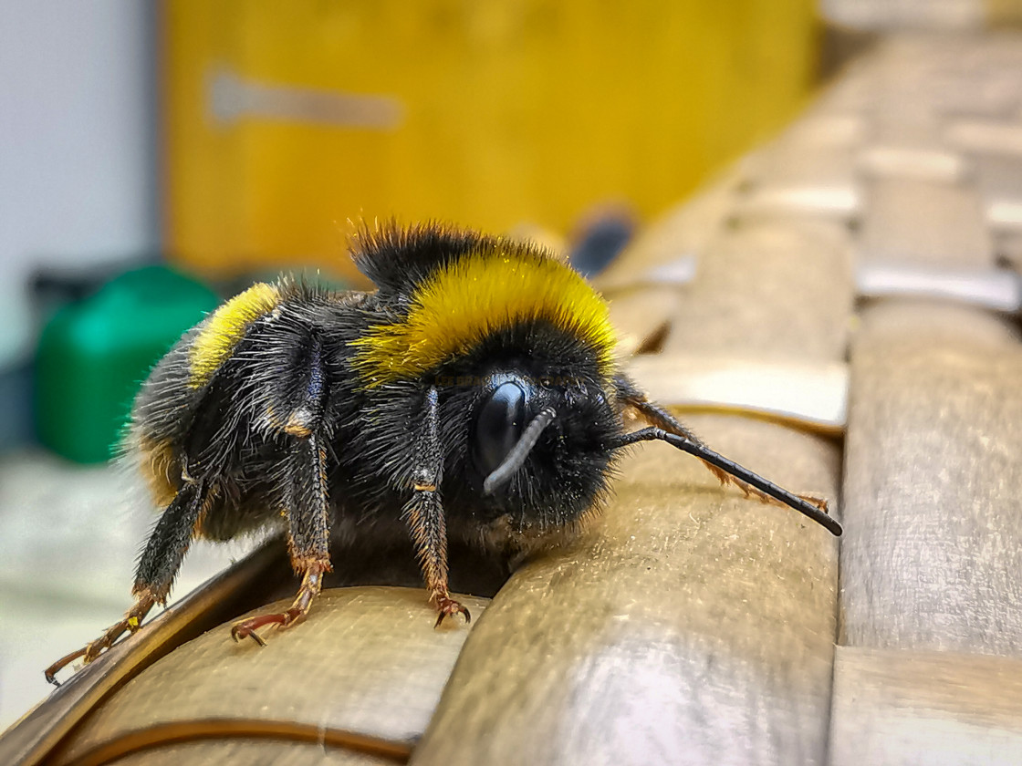 "Bumblebee" stock image