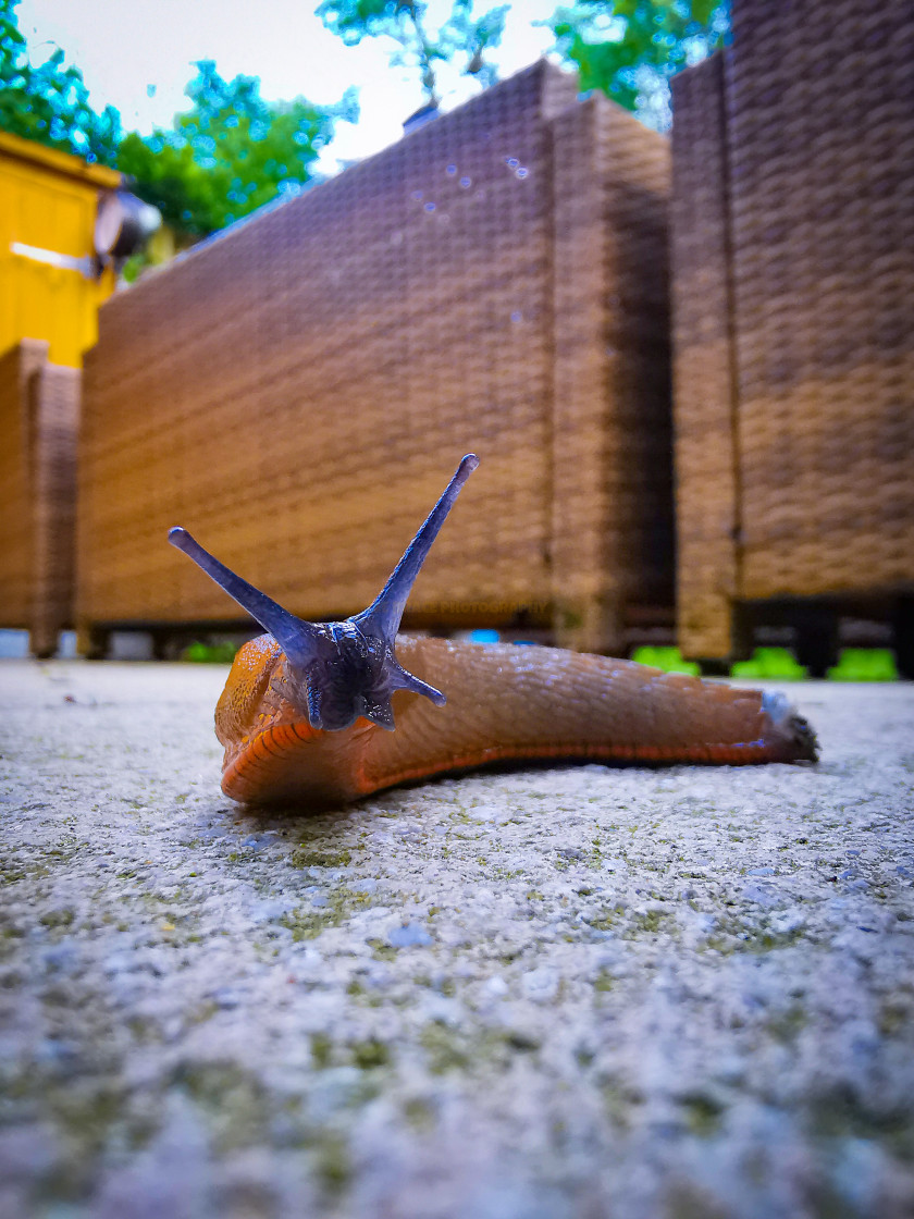 "Slug" stock image