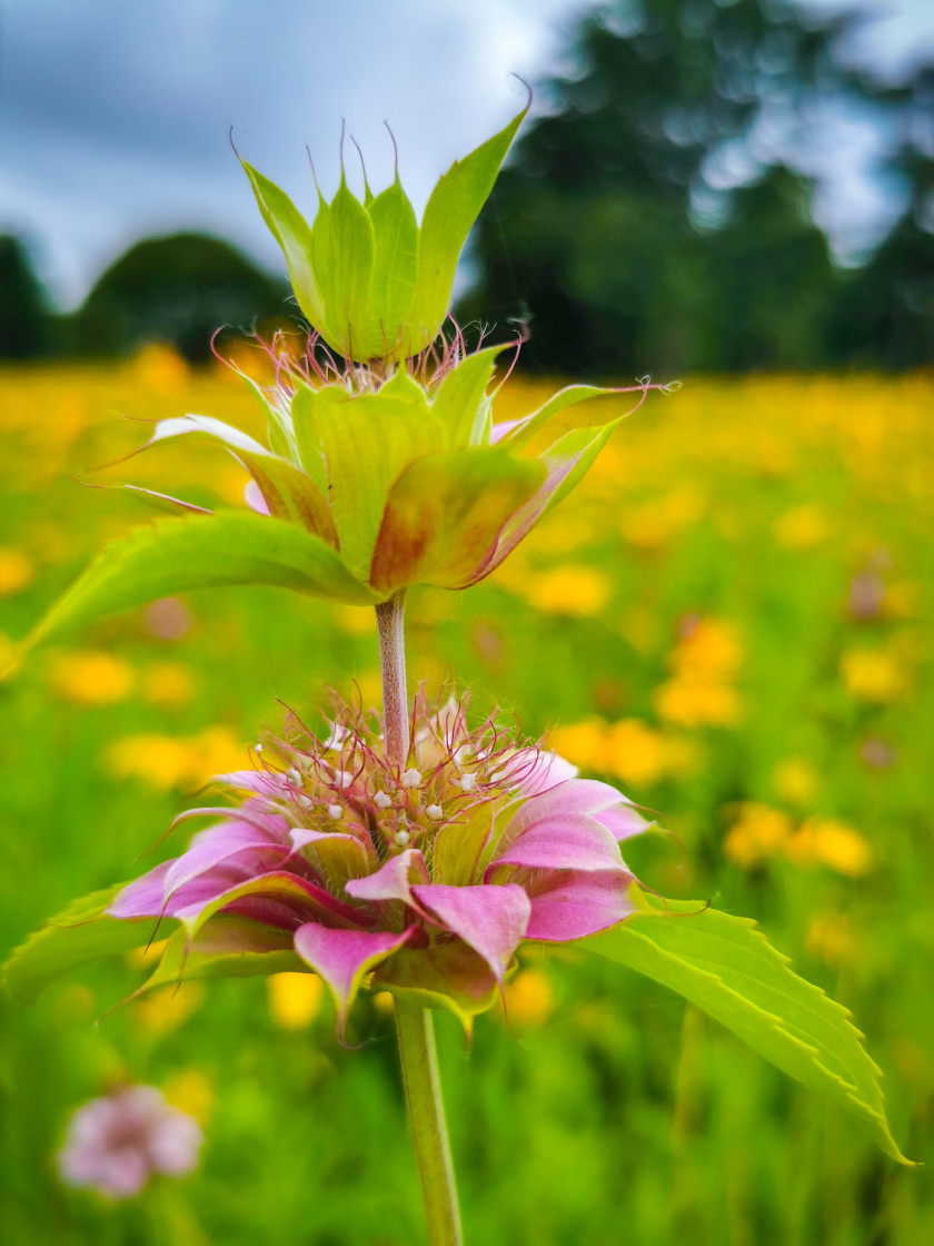 "Lemon Bee Balm" stock image