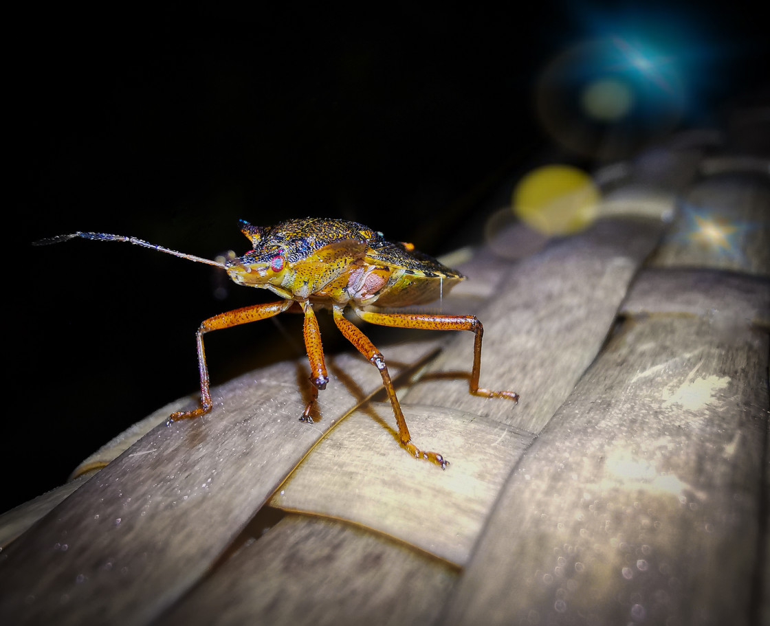 "Shield Bug" stock image