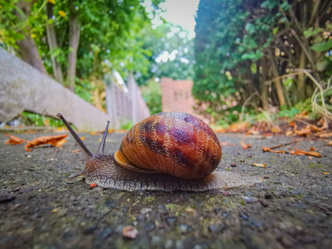 "Snail" stock image