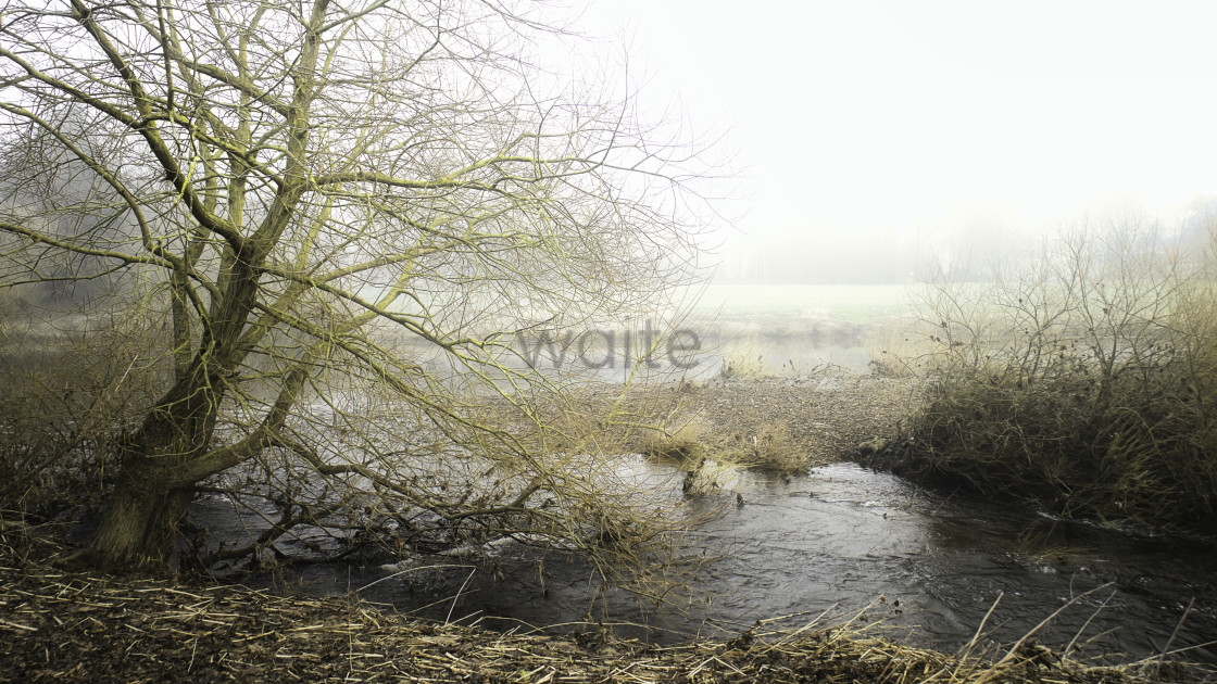 "Croft River Tees Tree." stock image