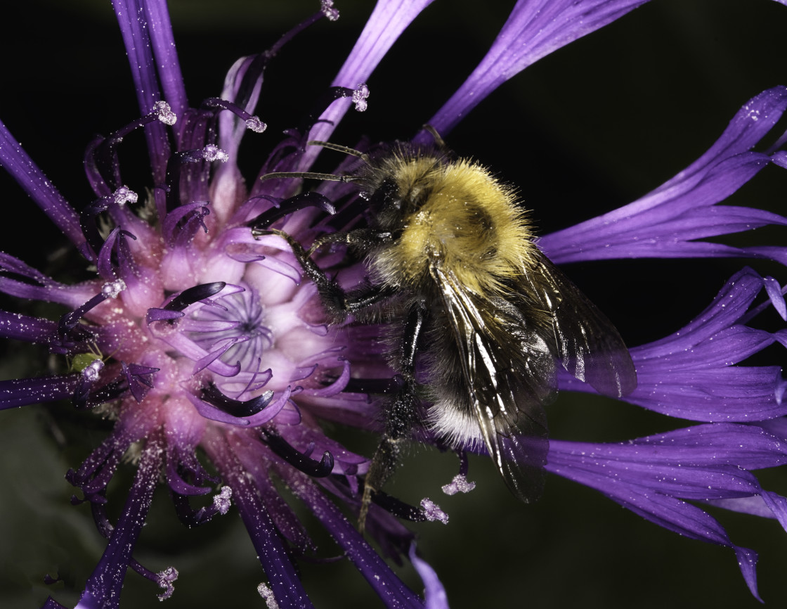 "Bee and Cornflower." stock image