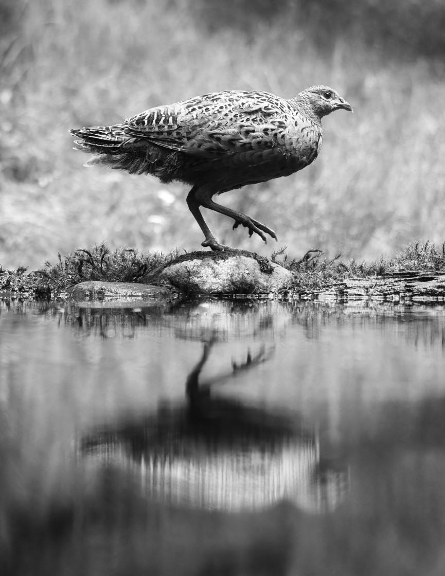 "Woodland Pheasant Reflection in black and white." stock image