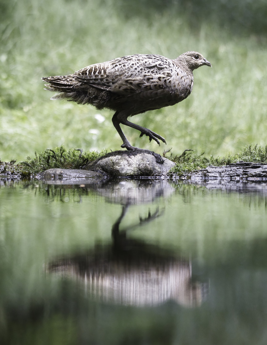 "Woodland Pheasant Reflection." stock image