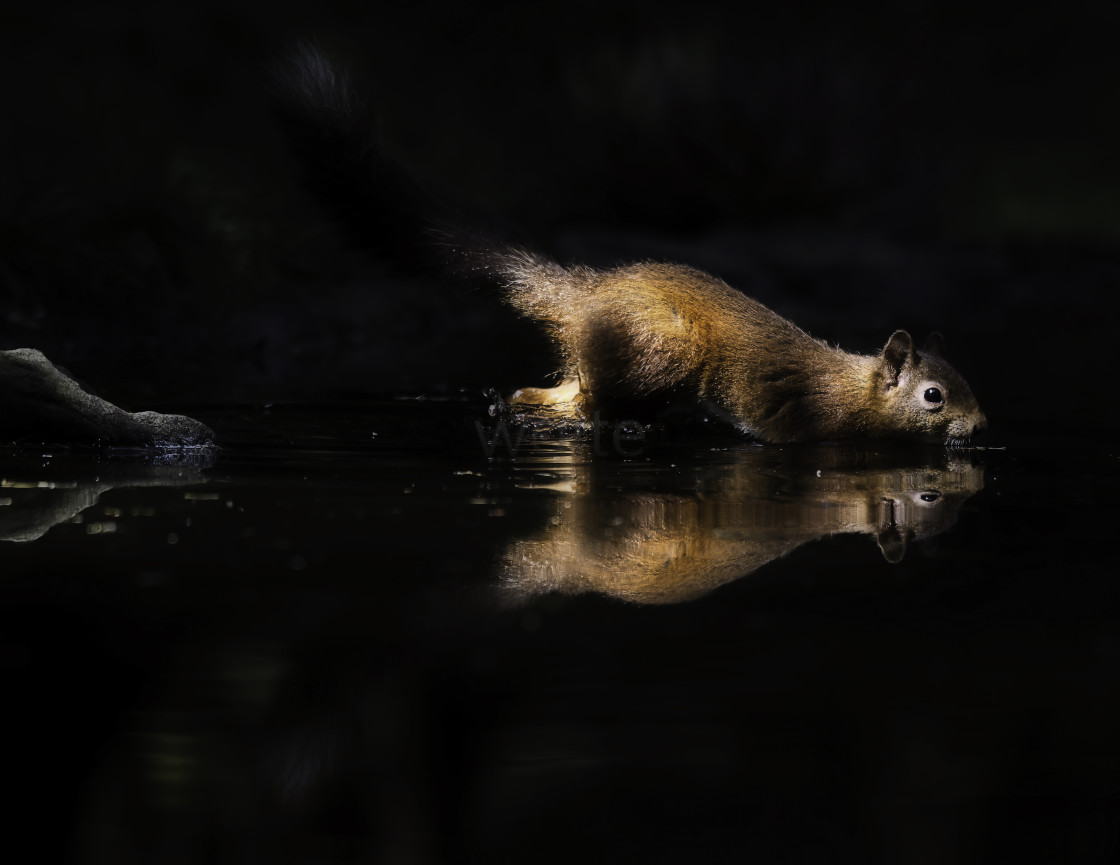 "Red Squirrel in Water and Sunlight." stock image