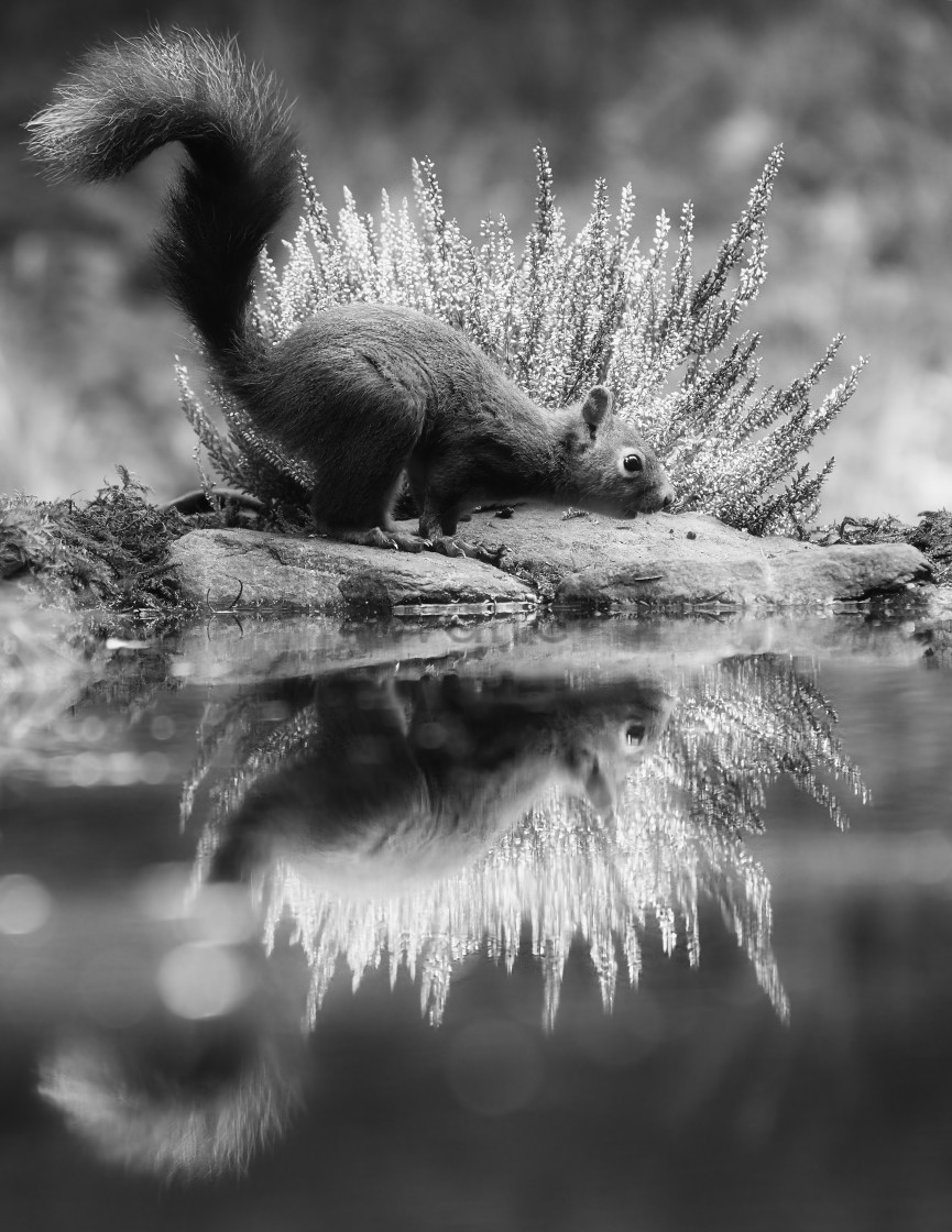 "Red Squirrel and Flora in black and white." stock image