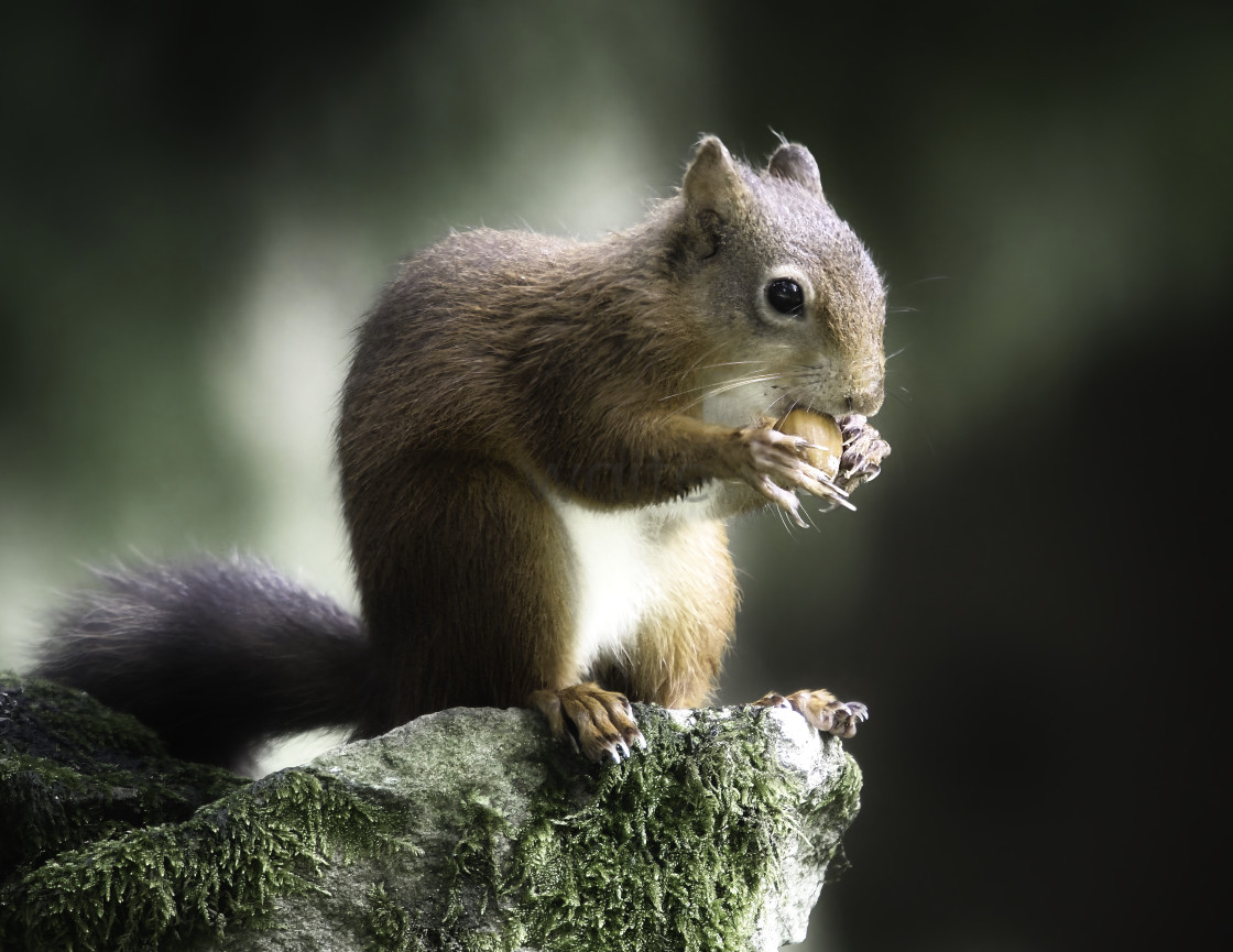 "Red Squirrel on Stone Wall." stock image