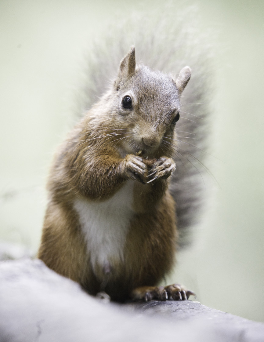 "The Red Squirrel Look." stock image