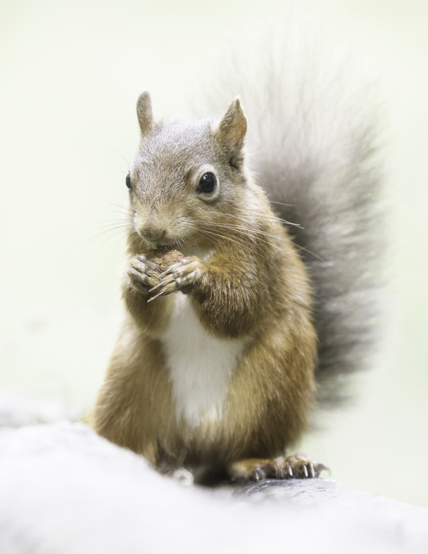 "Red Squirrel Portrait." stock image