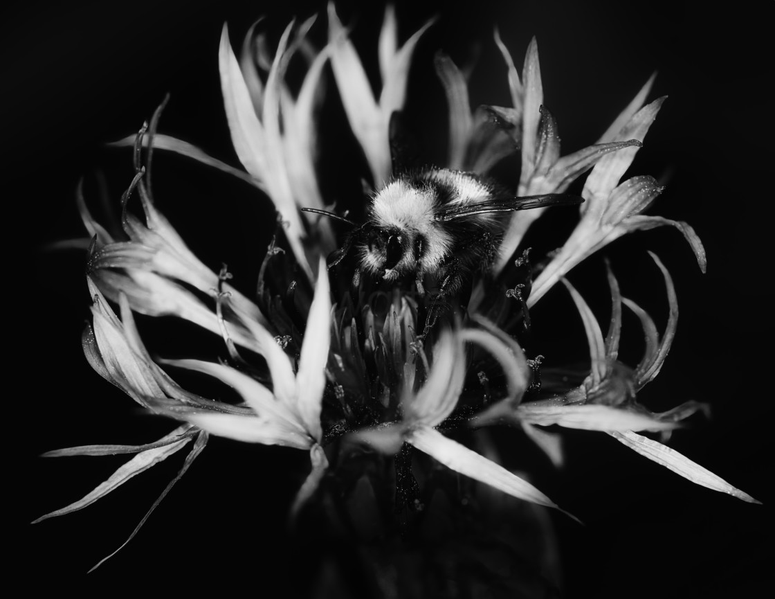 "Bee and Cornflower in black and white." stock image