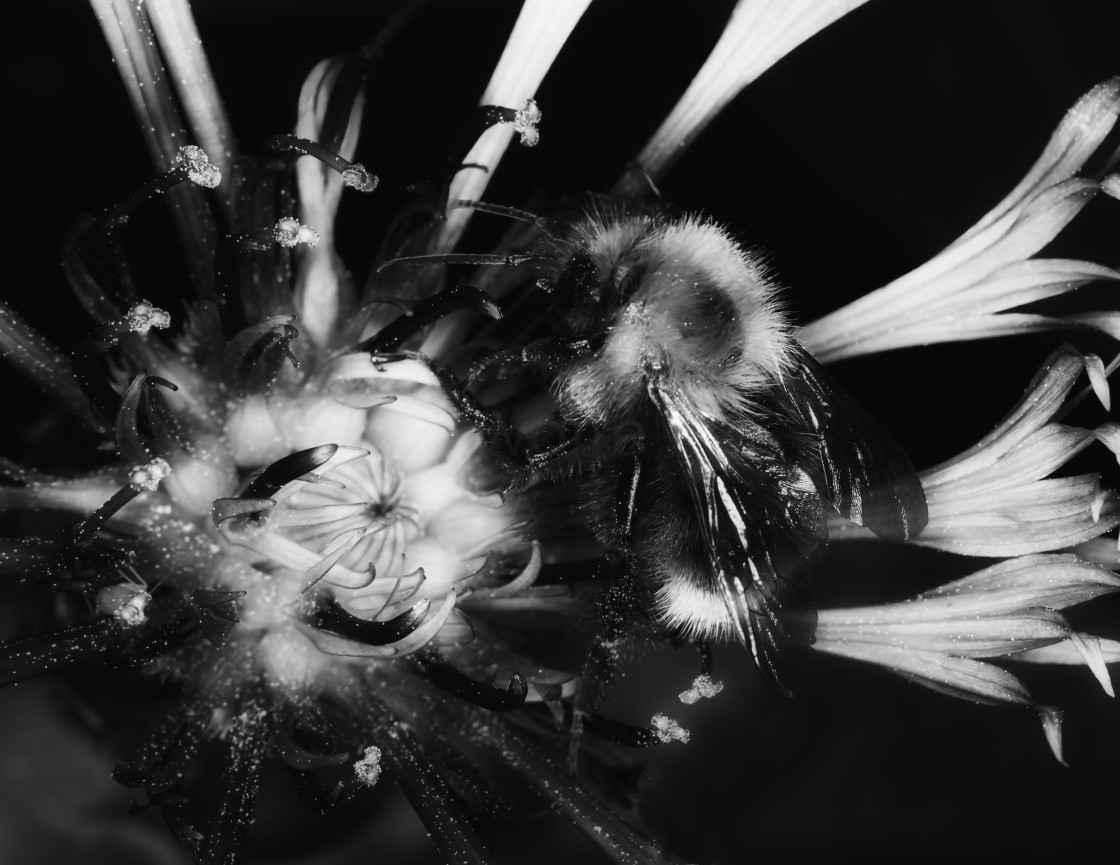 "Bee Attraction in black and white." stock image