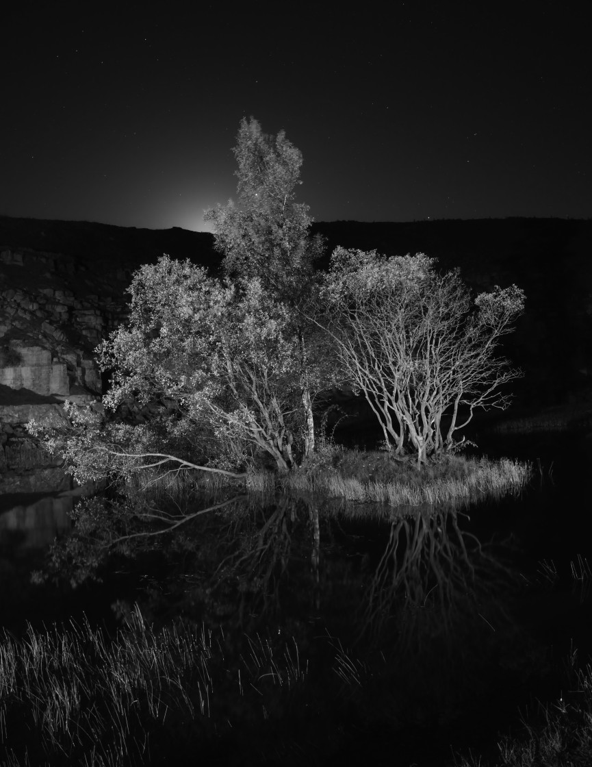 "Tree Glow in black and white." stock image