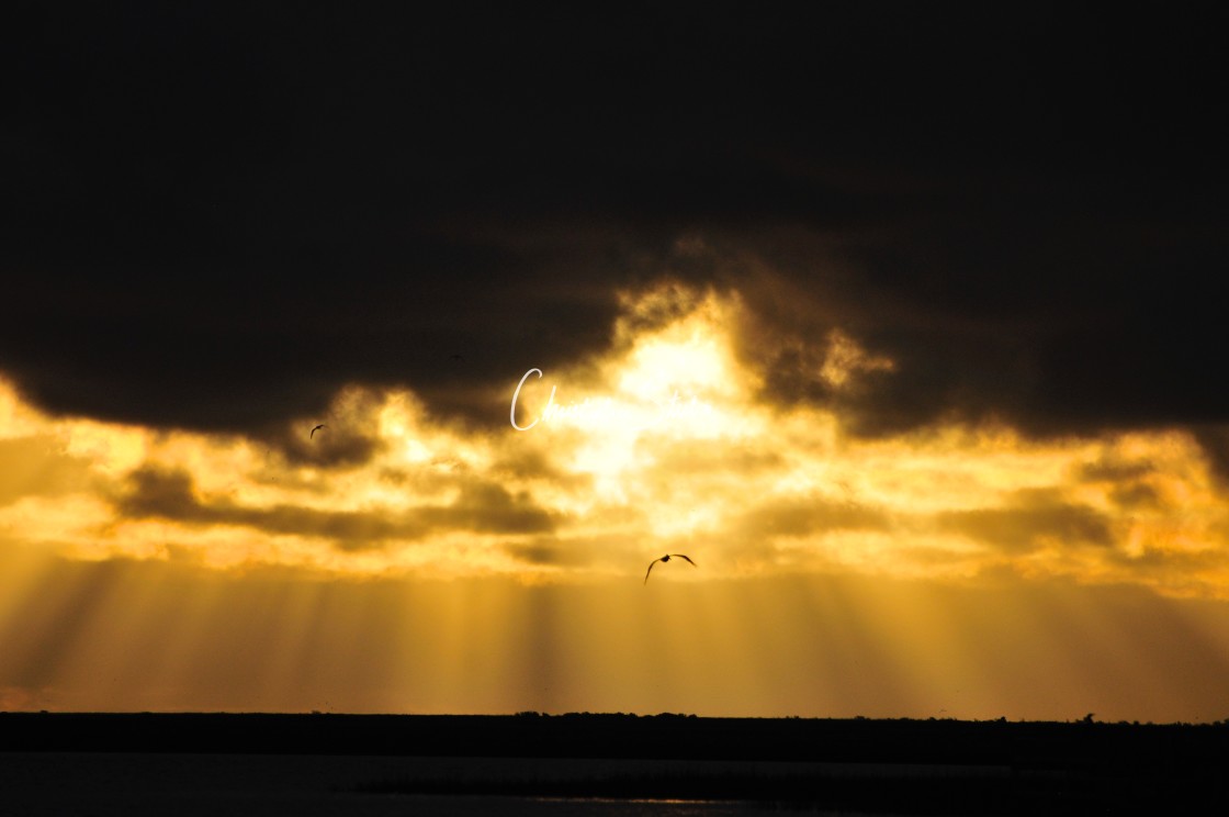 "Sargent Texas 06-03-14-878" stock image