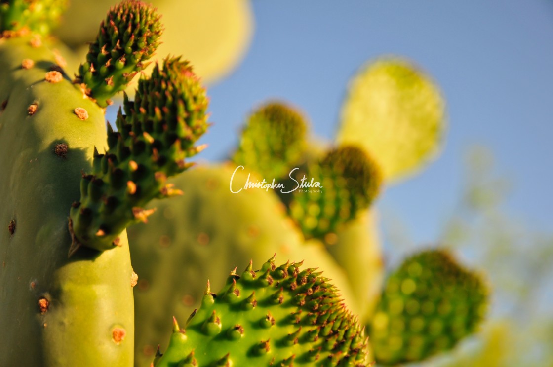 "Tucson Arizona 04-21-12-3309" stock image