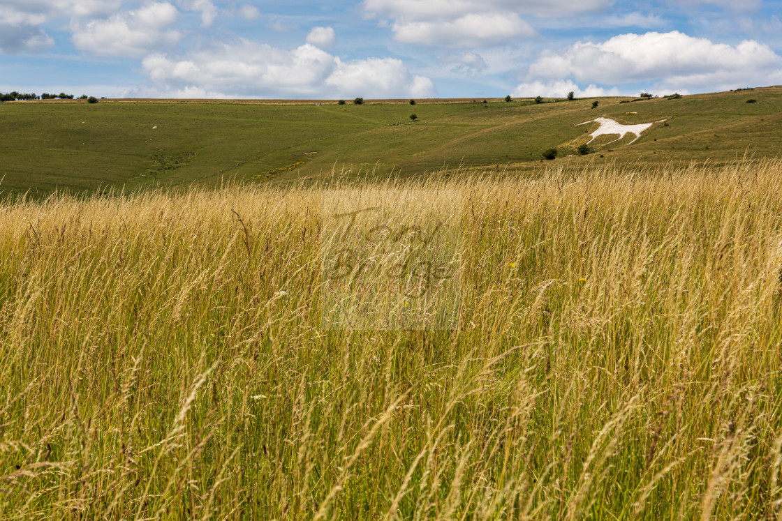 "Alton Barnes White Horse" stock image