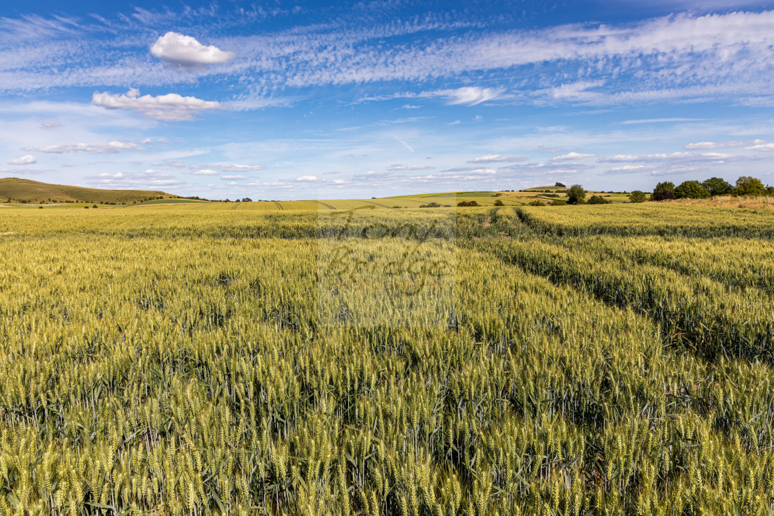 "Rolling wheatfield, Vale of Pewsey" stock image