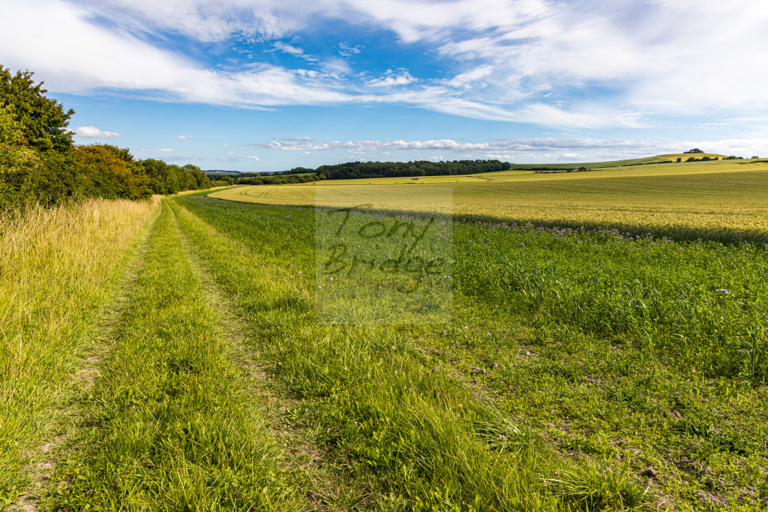 "Field-edge footpath, Vale of Pewsey" stock image