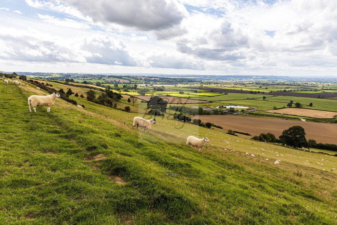 "Sheep crossing Corton Ridge" stock image