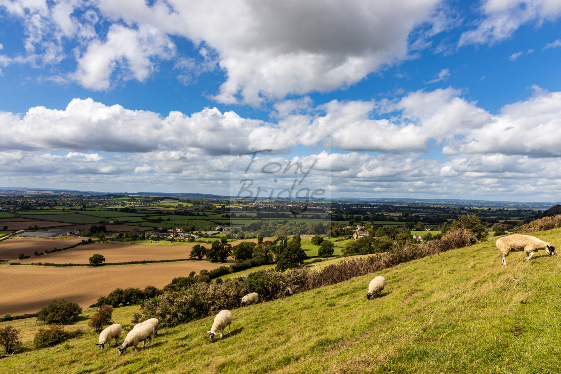 "Corton Ridge sheep" stock image