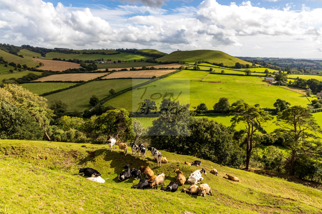 "Cadbury Castle cows" stock image