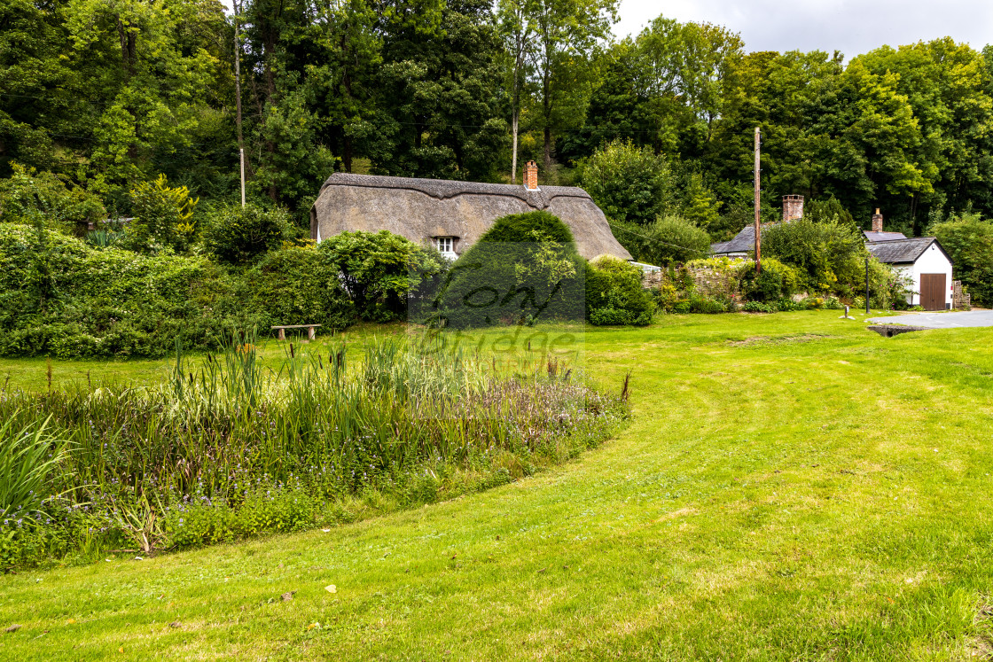 "Tollard Royal cottage" stock image