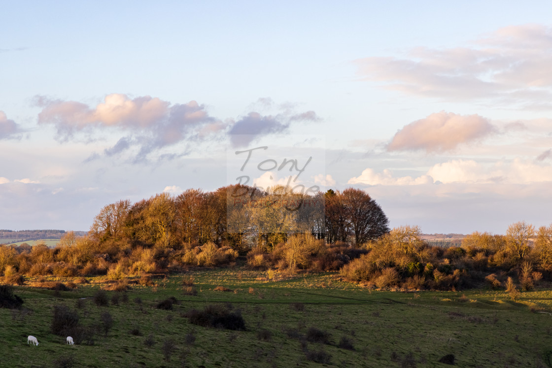 "Copse of trees on Buxbury Hill" stock image