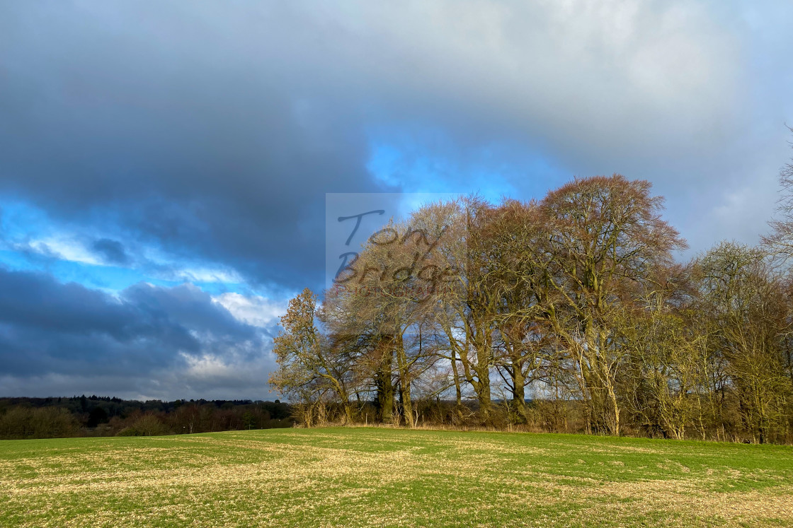 "Winter trees in the sun" stock image