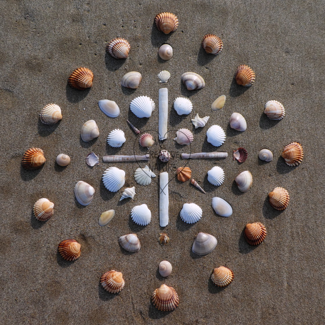"shell manda on beach sand" stock image
