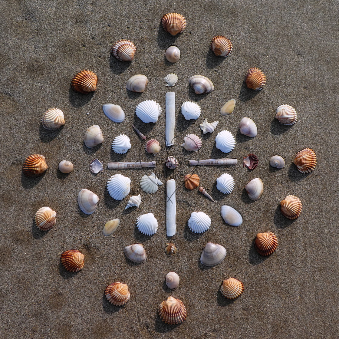 "shell manda on beach sand" by Lucia Pec - £10.00 "shell manda on beach sand" stock image