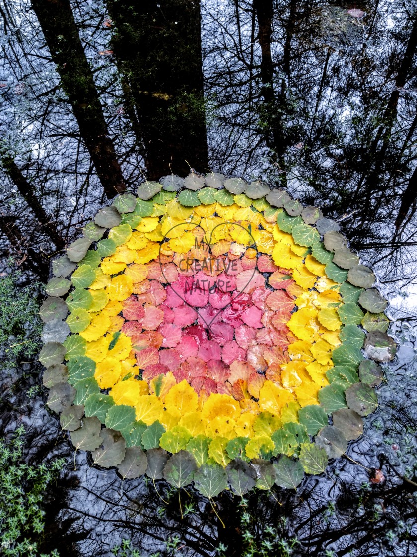 "Floating mandala from autumn aspen leaves" stock image