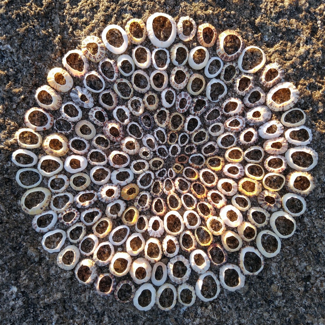 "Mandala from shells on stone" stock image