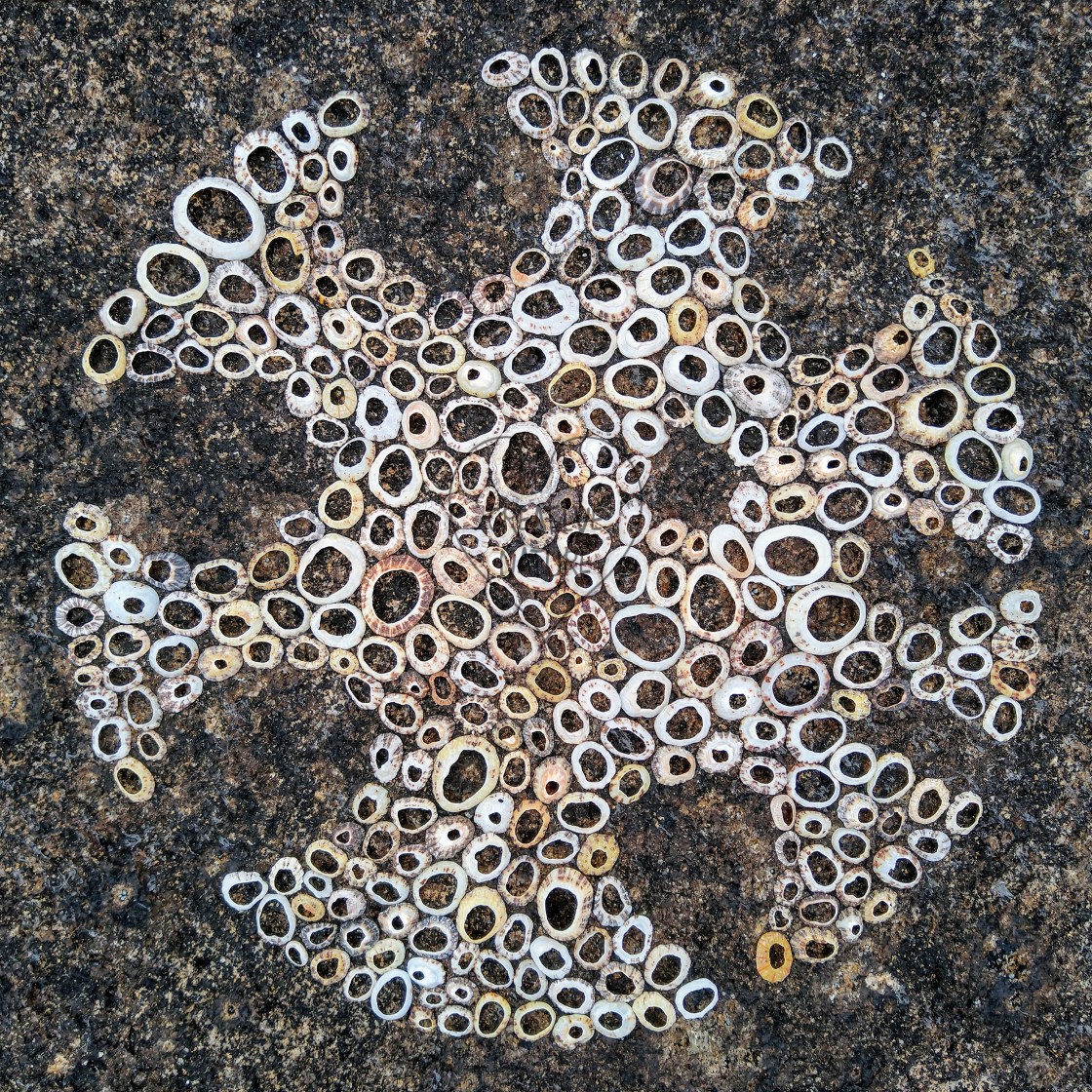 "Landart from shells on rocks" stock image