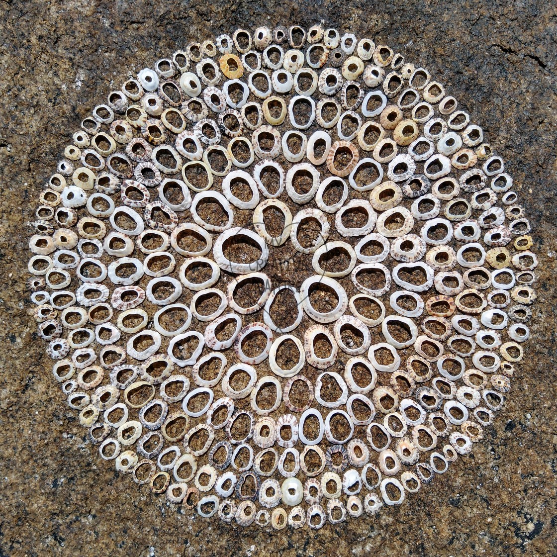"Landart mandala from shells on rocks" by Lucia Pec - £10.00 "Landart mandala from shells on rocks" stock image