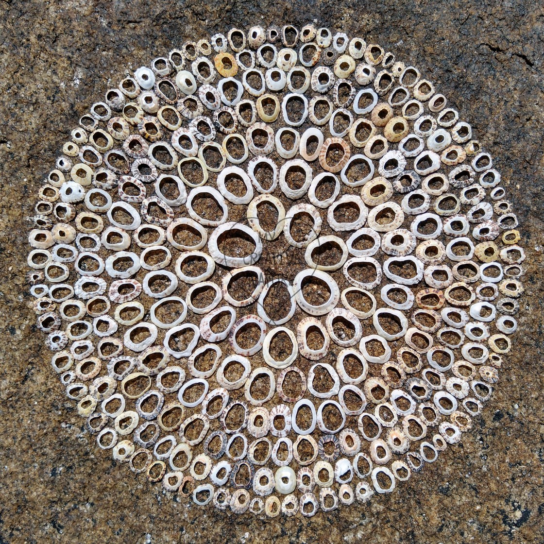 "Landart mandala from shells on rocks" stock image