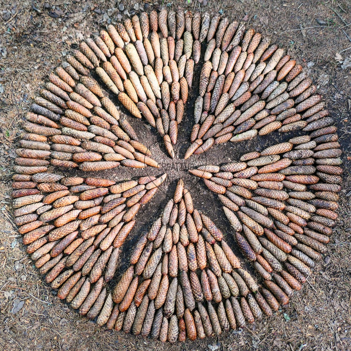 "Landart creation star in a circle from spruce cones" stock image