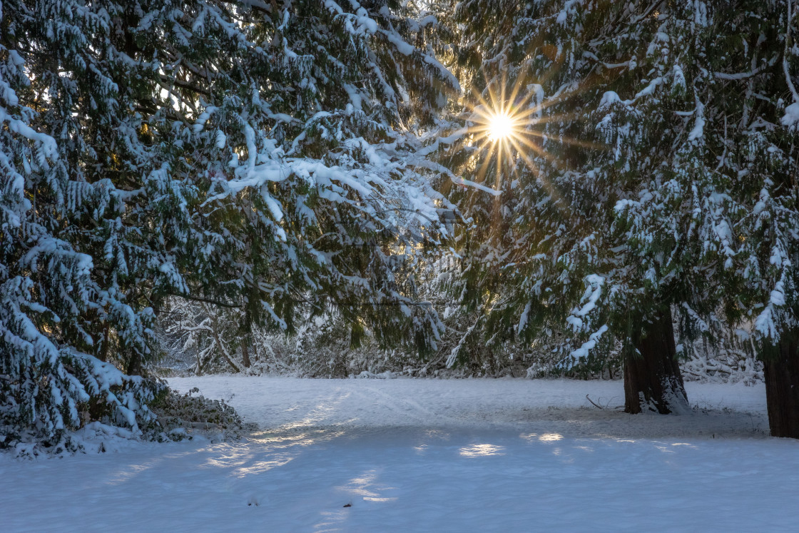 "Starburst between two trees" stock image