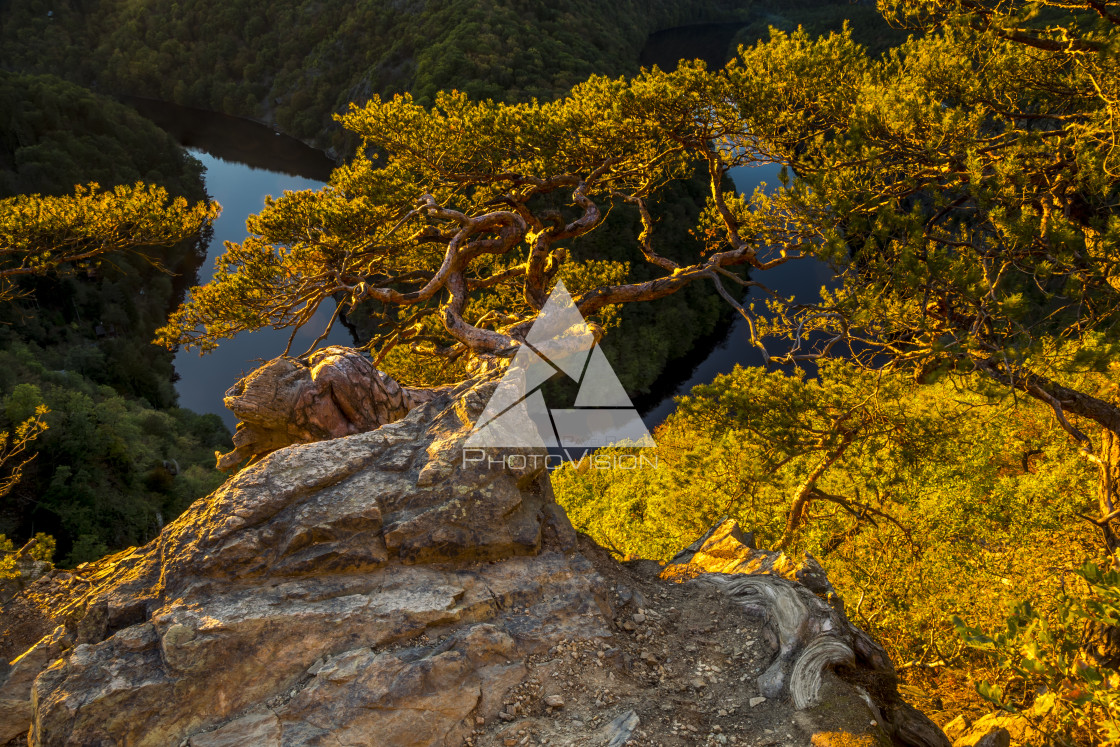 "Twisted pine pine on a rock high above the canyon of the river in sunset" stock image