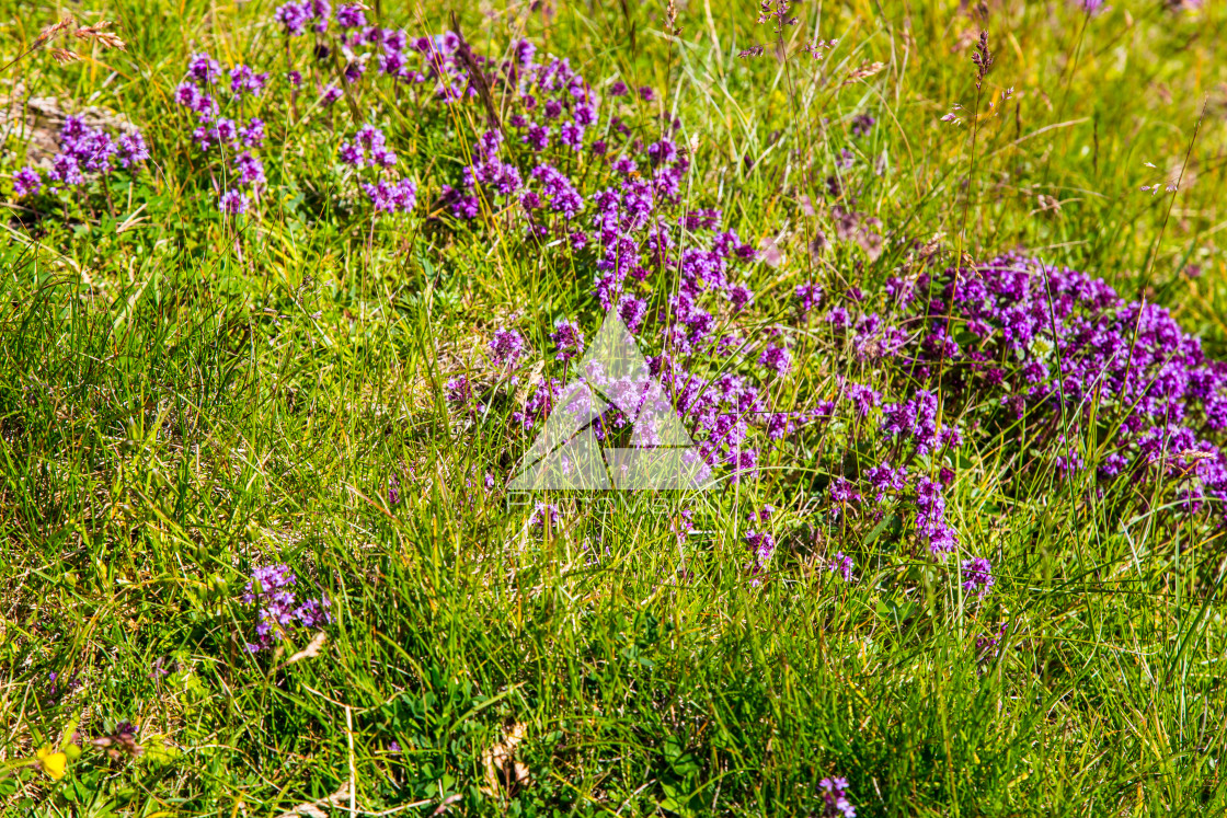 "Grossglockner, National Park Hohe Tauern, Austria" stock image