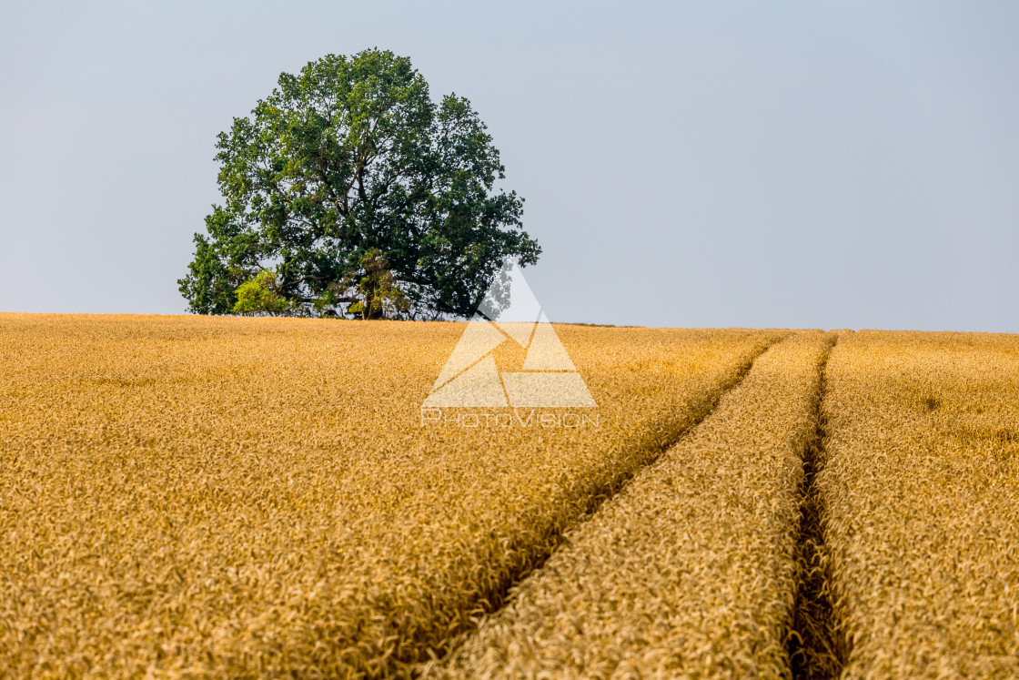 "Field with tree" stock image