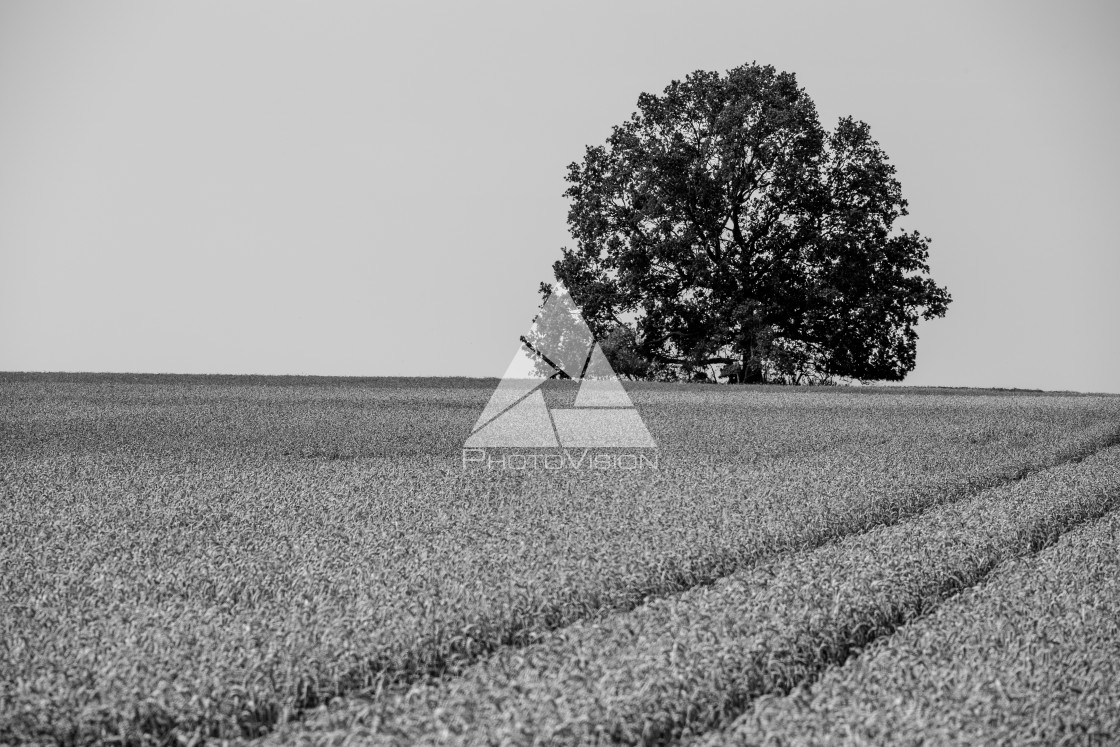 "Field with tree, Black and White" stock image