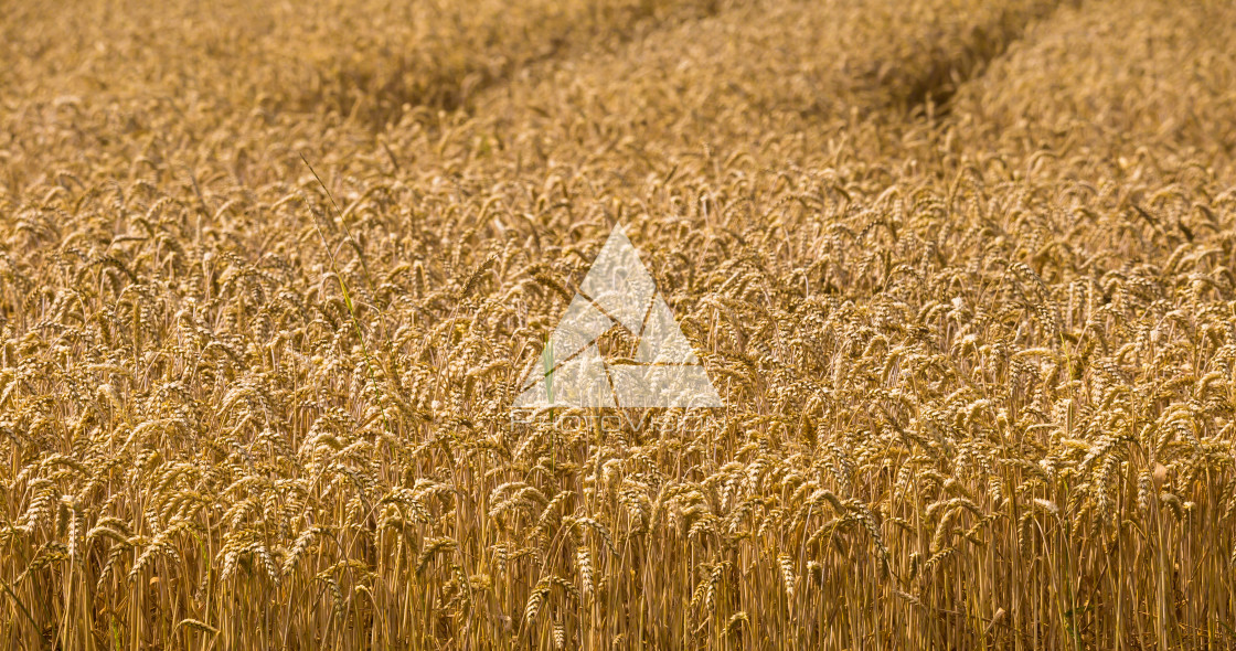 "detail field with wheat before harvest" stock image