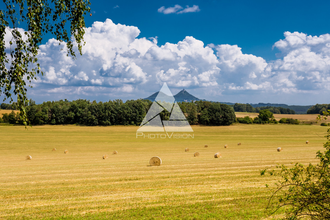 "Summer landscape with fiel and forest" stock image