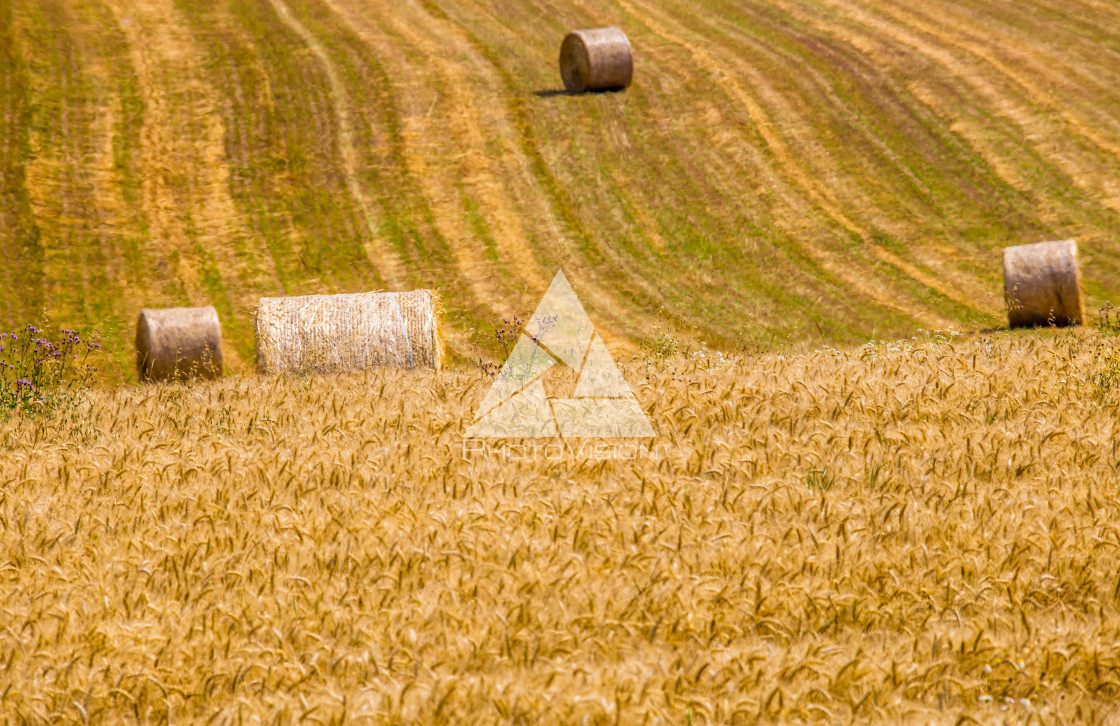 "Straw bales on the field" stock image