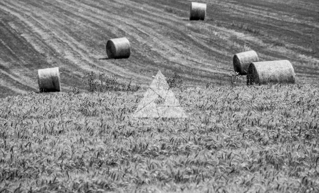 "Straw bales on the field, Black and White" stock image