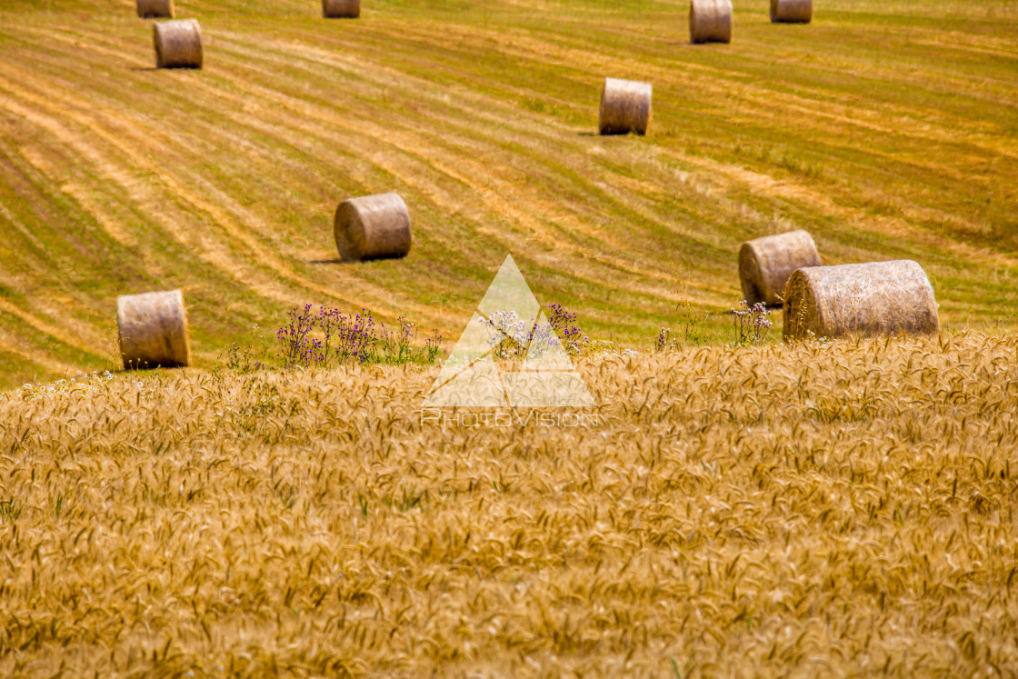 "Straw bales on the field" stock image