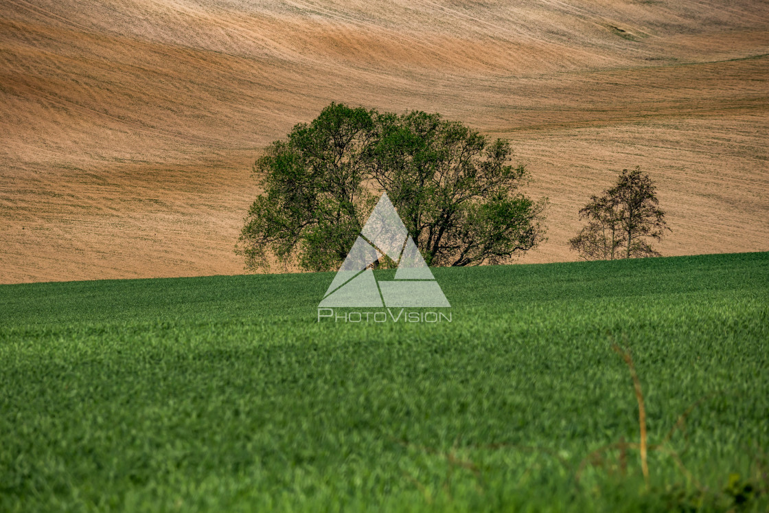 "Wavy landscape with trees" stock image