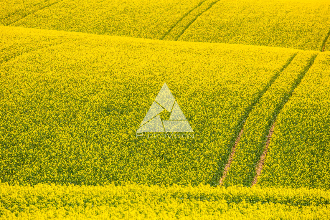 "Yellow waves in the landscape of Central Bohemia" stock image