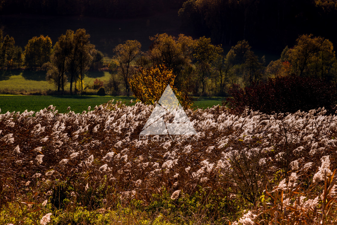 "Autumn landscape with colorful trees" stock image